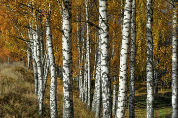 Golden autumn. Sunny day. Birch Grove.