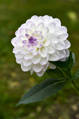 Dahlia demi-nain pompom / Dahlia 'Evelyne'