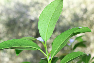 Green tree leaves