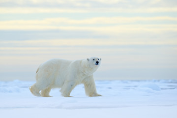 Eisbär auf Treibeiskante mit Schnee ein Wasser im arktischen Spitzbergen. Weißes Tier im Naturlebensraum, Norwegen. Wildlife-Szene aus Norwegen Natur. Eisbär, der auf Eis geht, schöner Abendhimmel.