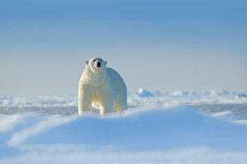 Eisbär auf Treibeiskante mit Schnee ein Wasser im arktischen Russland. Weißes Tier im Naturlebensraum, Russland. Wildlife-Szene aus der Natur. Eisbär, der auf Eis geht, schöner Abendhimmel. Gefahr Tier