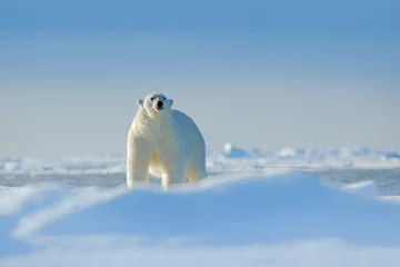 Fototapete Eisbär Eisbär auf Treibeiskante mit Schnee ein Wasser im arktischen Russland. Weißes Tier im Naturlebensraum, Russland. Wildlife-Szene aus der Natur. Eisbär, der auf Eis geht, schöner Abendhimmel. Gefahr Tier