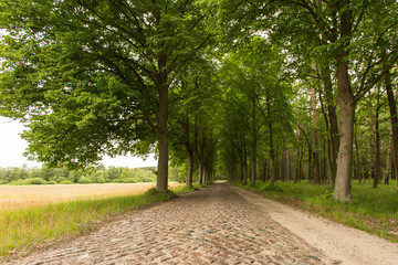 Allee und Straße mit Kopfsteinpflaster