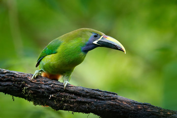 Wildlife scene from nature. Exotic bird, tropic forest. Small toucan. Blue-throated Toucanet, Aulacorhynchus prasinus, green toucan bird in the nature habitat, exotic animal in tropical forest, Mexico