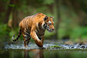 Tigerwildlebenszene, wilde Katze, Naturlebensraum. Amur-Tiger, der im Flusswasser geht. Gefahrentier, Tajga, Russland. Tier im grünen Waldstrom. Grauer Stein, Flusströpfchen. Sibirischer Tiger Spritzwasser.