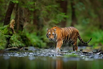 Foto op Plexiglas Tijger Amoertijger die in rivierwater loopt. Gevaarlijk dier, tajga, Rusland. Dier in groene bosstroom. Grijze steen, rivierdruppel. Siberische tijger splash water. Tijger wildlife scene, wilde kat, natuur habitat.