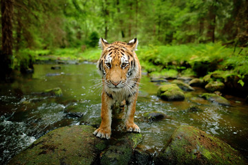 Fototapeta premium Amur tiger walking in stone river water. Danger animal, tajga, Russia. Siberian tiger, wide lens angle view of wild animal. Big cat in nature habitat. Green forest with tiger. Detail face portrait.