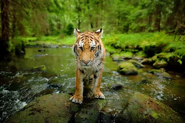 Papier Peint photo Tigre Amur tiger walking in stone river water. Danger animal, tajga, Russia. Siberian tiger, wide lens angle view of wild animal. Big cat in nature habitat. Green forest with tiger. Detail face portrait.