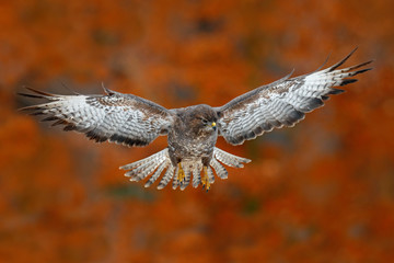 Flying bird Buzzard hawk with blurred orange autumn tree forest in background. Wildlife scene from...