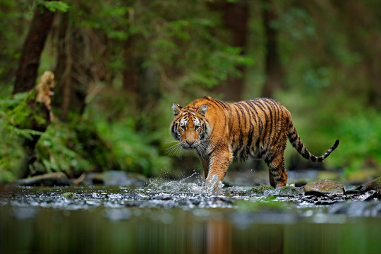 Amur tiger walking in river water. Danger animal, tajga, Russia. Animal in green forest stream. Grey stone, river droplet. Siberian tiger splash water. Tiger wildlife scene, wild cat, nature habitat.