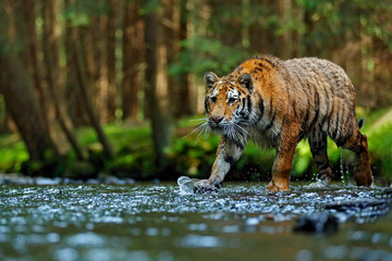 Tiger wildlife scene, wild cat, nature habitat. Amur tiger walking in river water. Danger animal, tajga, Russia. Animal in green forest stream. Grey stone, river droplet. Siberian tiger splash water.