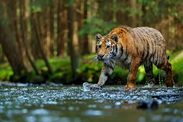 Cercles muraux Tigre Tiger wildlife scene, wild cat, nature habitat. Amur tiger walking in river water. Danger animal, tajga, Russia. Animal in green forest stream. Grey stone, river droplet. Siberian tiger splash water.