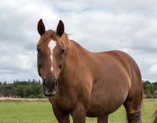 Obraz premium bay horse in the pasture