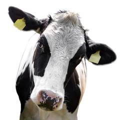 cow isolated