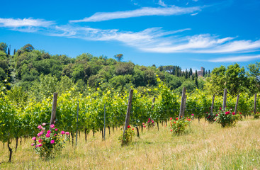 Vineyard with rose bushes in Tuscany, Italy