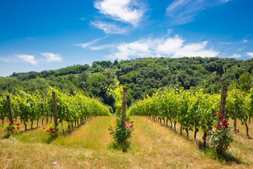 Fototapeta na wymiar Vineyard with rose bushes in Tuscany, Italy