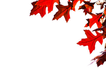 Red autumn leaves white background