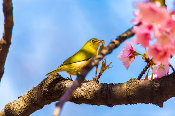 The Japanese White-eye.The foreground is cherry blossoms. Located in Tokyo Prefecture Japan.