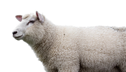 Fototapeta premium sheep on white background