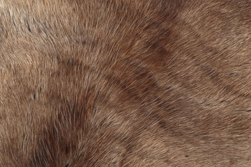 Reindeer fur background