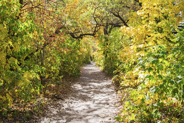 Naklejka premium Footpath in autumn forest
