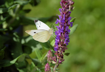 Kohlweißling auf der Blüte vom Gartensalbei. 17158.jpg