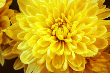 macro closeup flower nature background