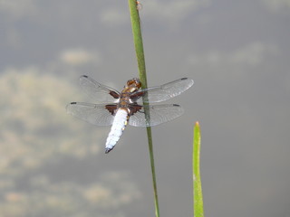 Libelle an Grashalm