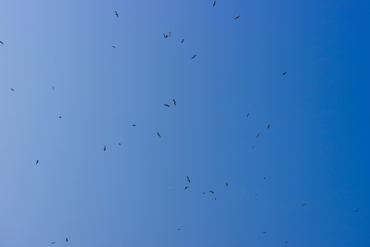 Синее небо, птицы в небе.