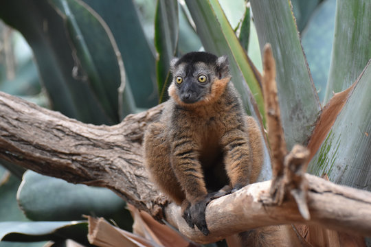 Adorable Bulging Eyes on this Collared Lemur