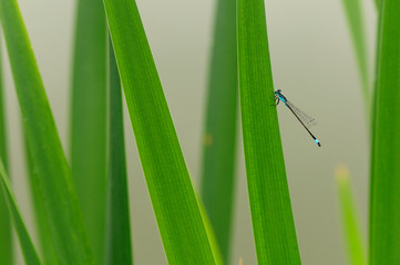 Beautiful dragonfly Ischnura elegans. Blue tailed Damselfly
