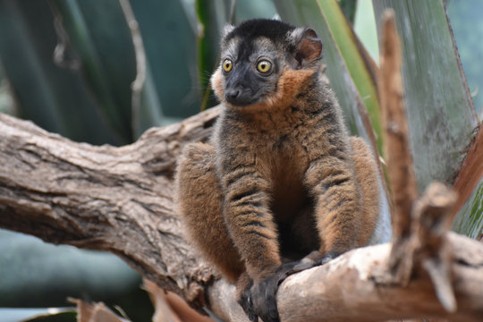 Breathtaking Little Brown Collared Lemur Close Up