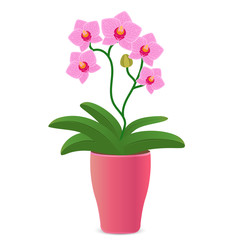 Vector illustration of a pink orchid flower in a flowerpot