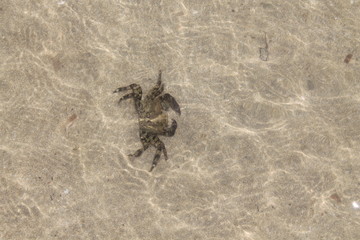 crab