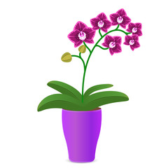 Vector illustration of a purple orchid flower in a flowerpot