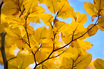 autumn leaves