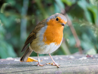 Robin