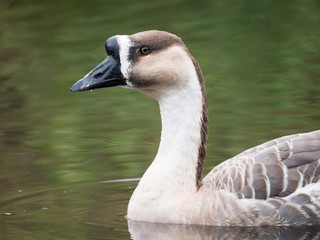 African Goose