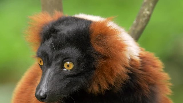 Red ruffed lemur (Varecia rubra)