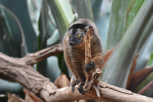 Adorable Little Brown Collared Lemur in Nature