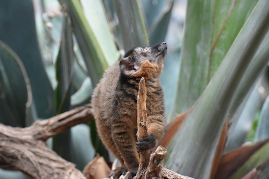 Adorable Brown Collared Lemur Holding a Stick