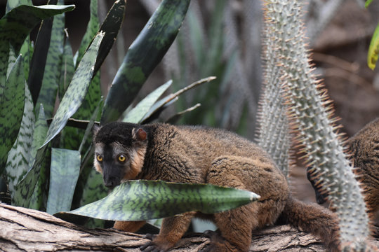 Amazing Image of a Brown Collared Lemur