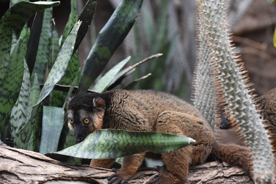 Adorable Brown Collared Lemur Hugging a Tree