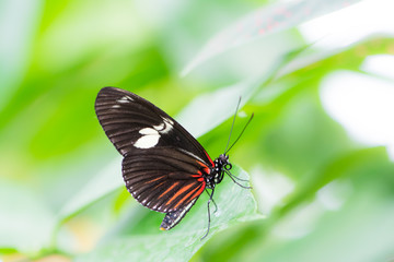 Tropical Passion-vine butterfly