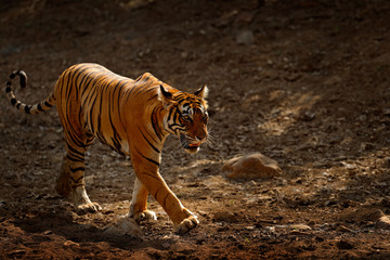 Tiger walking on the gravel road. Indian tiger female with first rain, wild animal in the nature habitat, Ranthambore, India. Big cat, endangered animal. End of dry season, beginning monsoon.