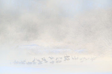 Otowa Bridge Cranes. Winter Japan with snow. Birds in river with fog, rime, snow. Dance in nature. Wildlife scene, snowy nature. Dancing pair of Red-crowned crane, snow storm, Hokkaido, cold Japan.