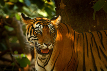 Indian tiger, wild animal in the nature habitat, Ranthambore, India. Big cat, endangered animal. End of dry season, beginning monsoon. Tiger walking in green vegetation. Wild Asia, wildlife India.