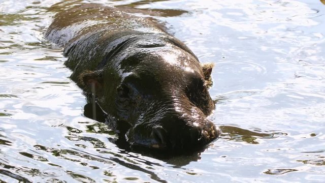 Pygmy hippopotamus (Choeropsis liberiensis)