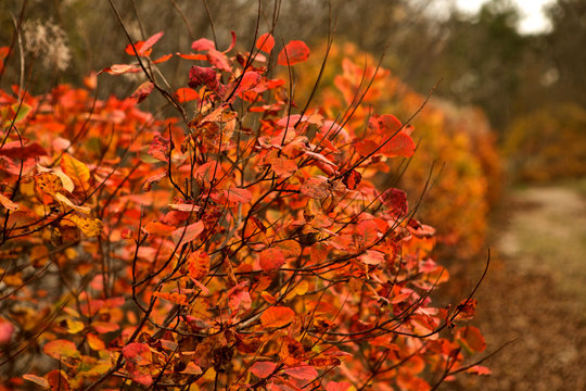 colori dell'autunno