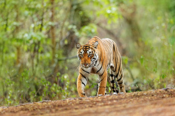 Fototapeta premium Indyjska samica tygrysa z pierwszym deszczem, dzikie zwierzę w środowisku naturalnym, Ranthambore, Indie. Duży kot, zagrożone zwierzę. Koniec pory suchej, początek monsunu zielonego. Tygrys chodzenie po żwirowej drodze.